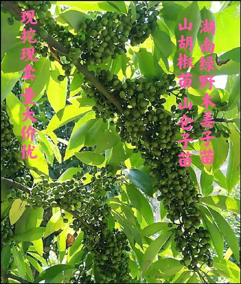 木姜子苗高产品种一手货源产地批发优质药材种苗顺丰包邮