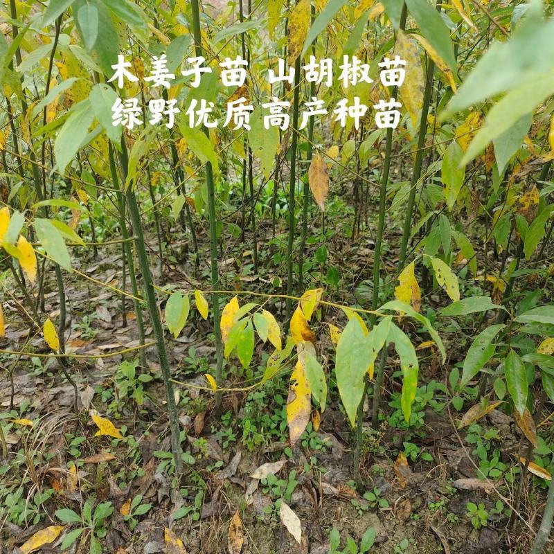 木姜子苗改良山胡椒苗山仓子苗量大价优批发包邮