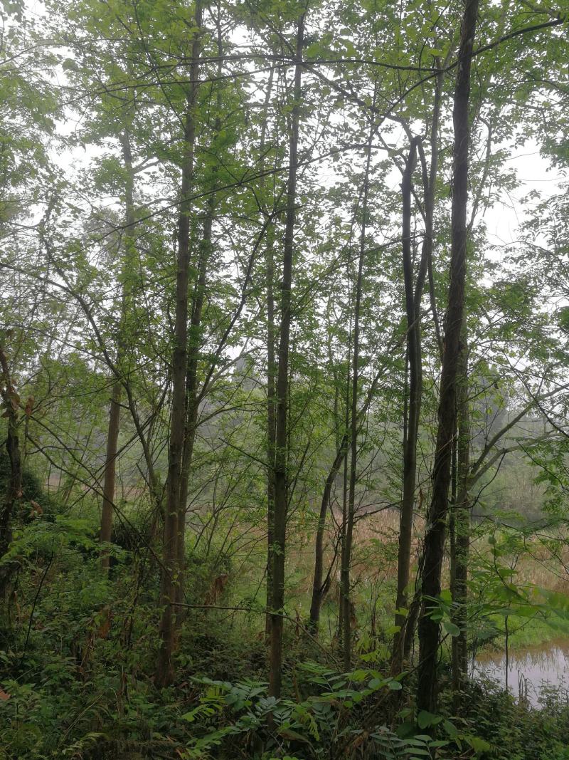 水杉树