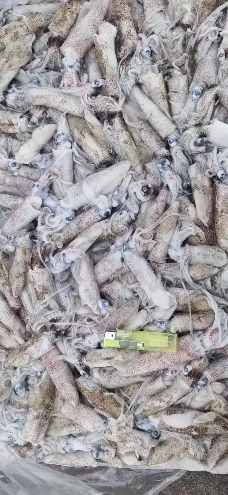 拖网船冻中大鱼增，大量有货，刚卸的货，时间不长