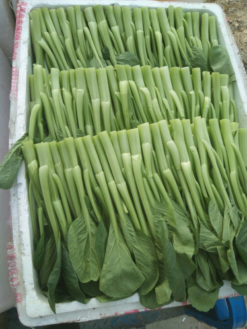 广东菜心，中花芥兰
