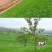 百喜草种子，道路护坡水土保持，公路提坝绿化草坪种子批发。