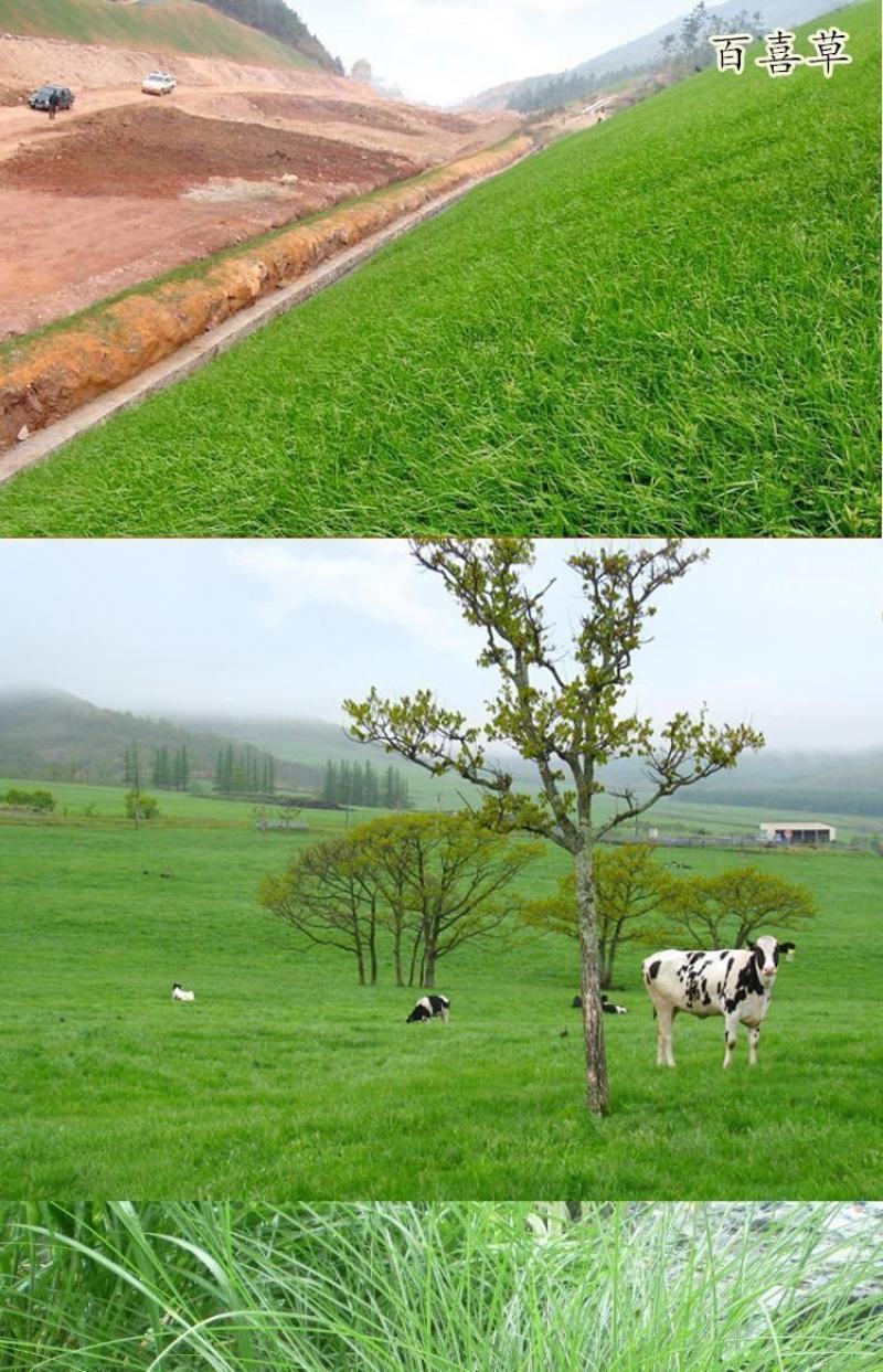 百喜草种子，道路护坡水土保持，公路提坝绿化草坪种子批发。