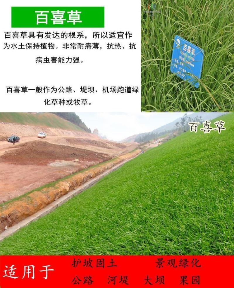 百喜草种子，道路护坡水土保持，公路提坝绿化草坪种子批发。