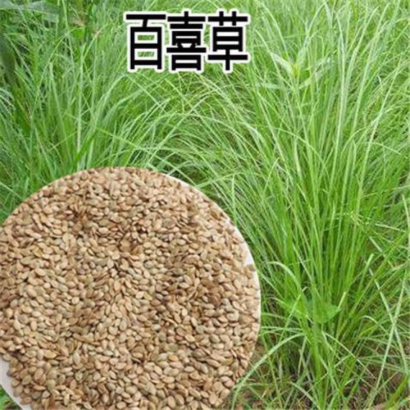 百喜草种子，道路护坡水土保持，公路提坝绿化草坪种子批发。
