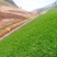 百喜草种子，道路护坡水土保持，公路提坝绿化草坪种子批发。
