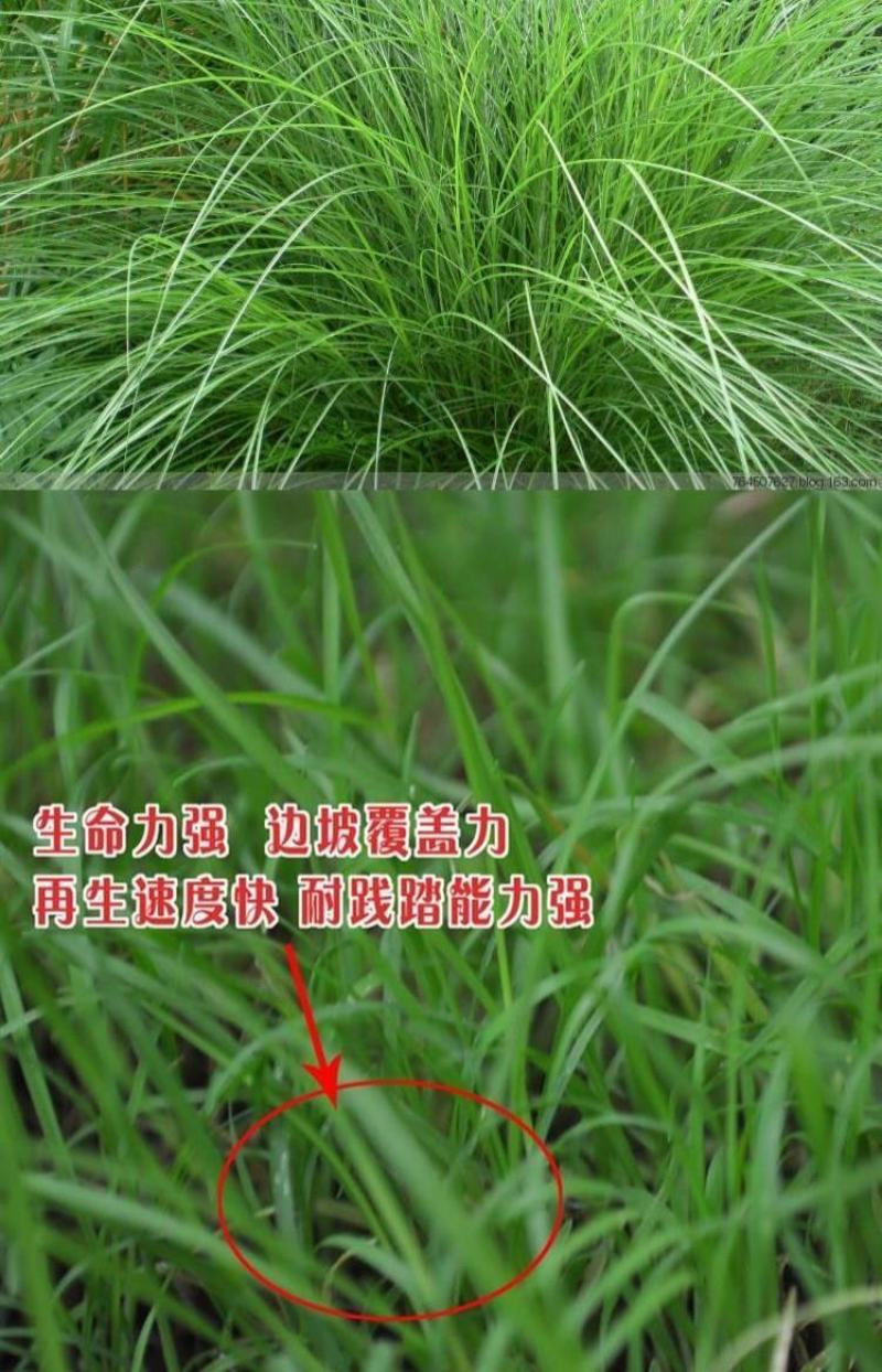 百喜草种子，道路护坡水土保持，公路提坝绿化草坪种子批发。