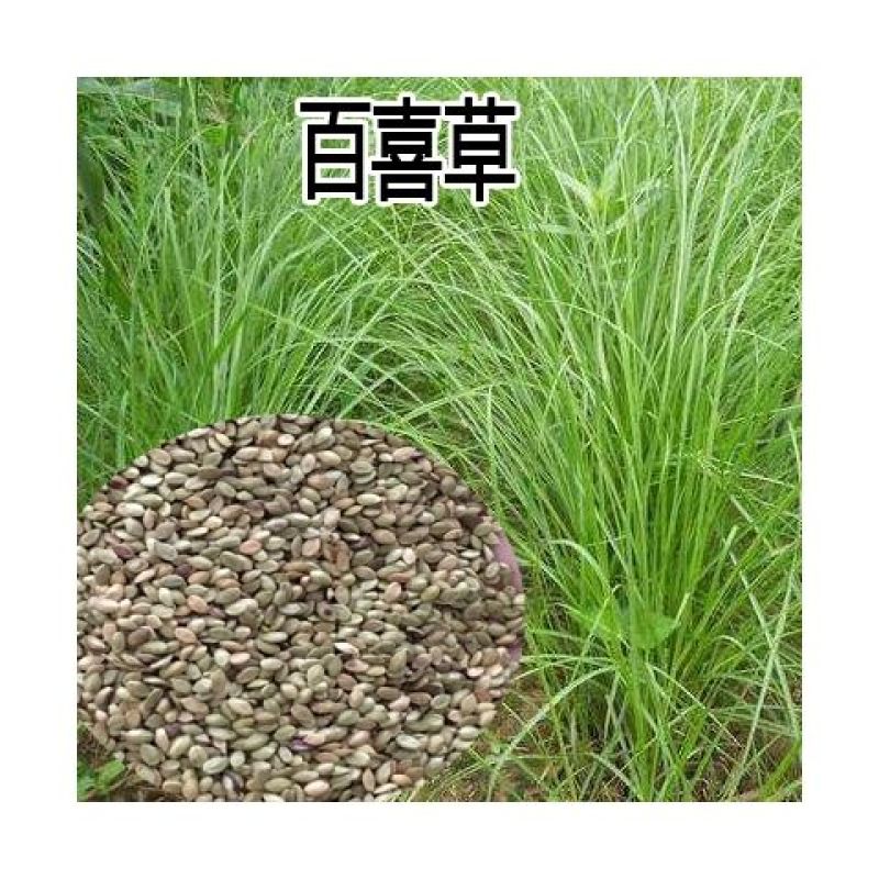 百喜草种子，道路护坡水土保持，公路提坝绿化草坪种子批发。