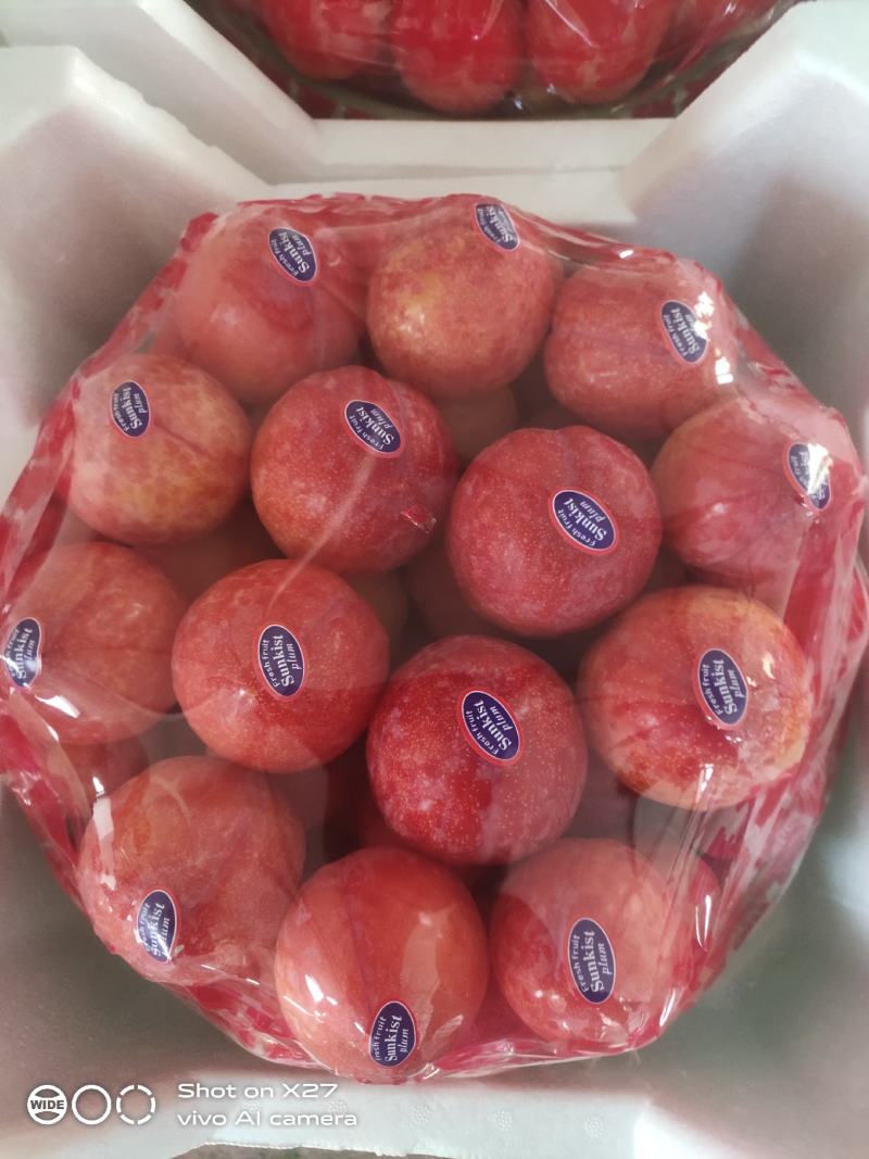 辽宁大连大棚李子现在开始大量上市了