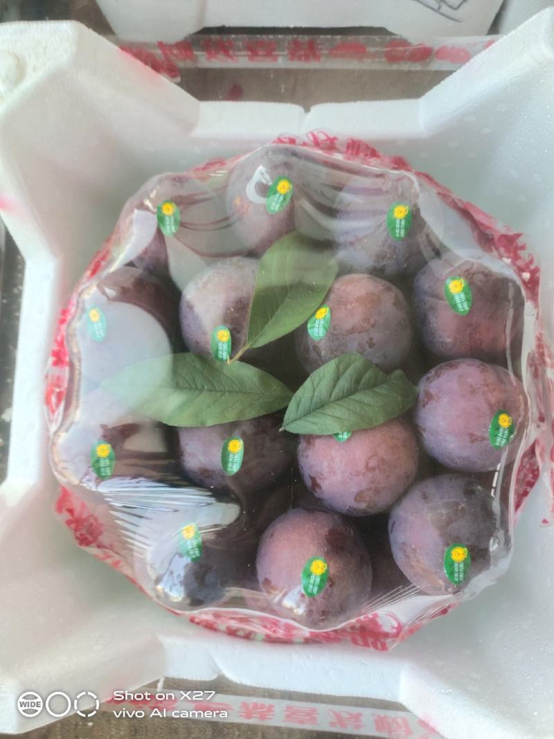 辽宁大连大棚李子现在开始大量上市了