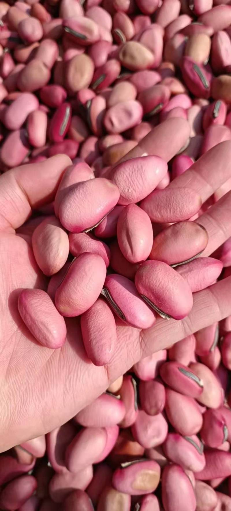 刀豆干品红刀豆包邮发货产地直发量大从优