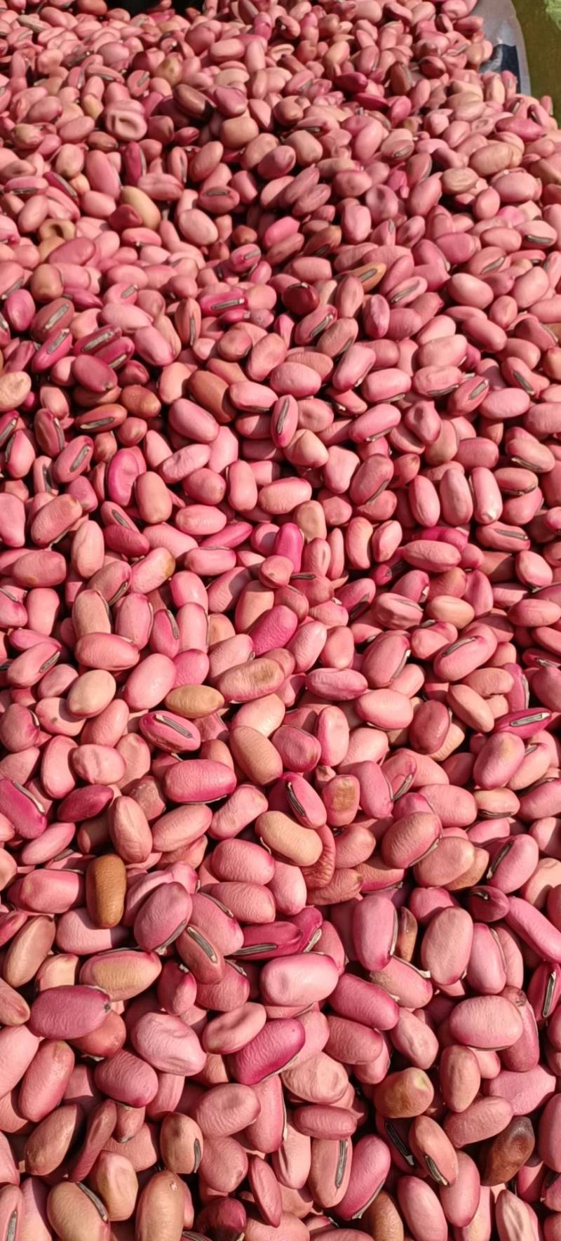 刀豆干品红刀豆包邮发货产地直发量大从优