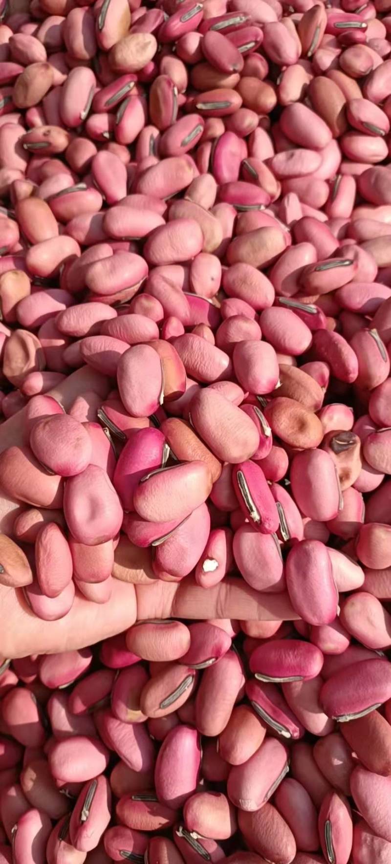 刀豆干品红刀豆包邮发货产地直发量大从优