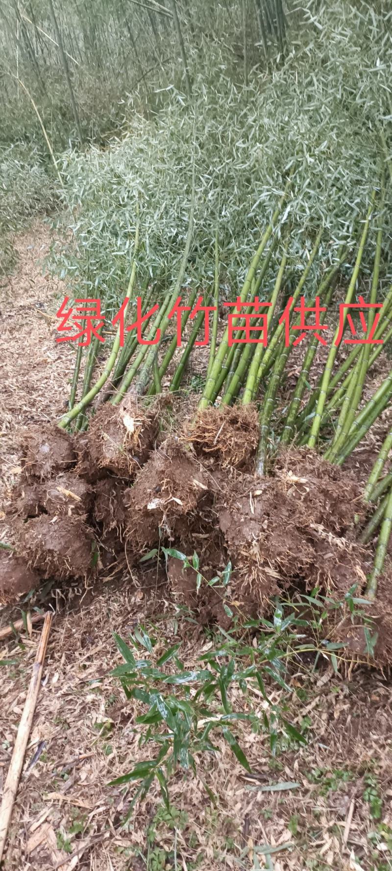 竹苗，刚竹，淡竹，绿化竹苗1到6公分竹子供应