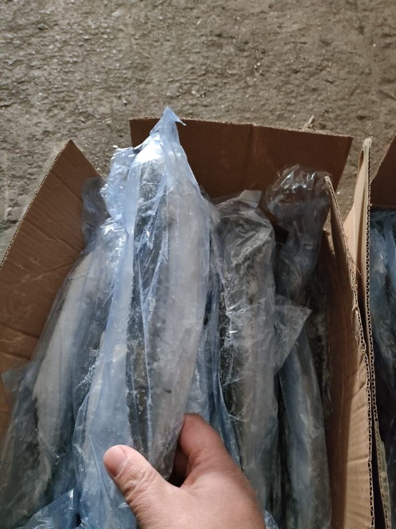 4/6两小鲅鱼，大量有货，各种规格次鲅鱼，好鲅鱼都有