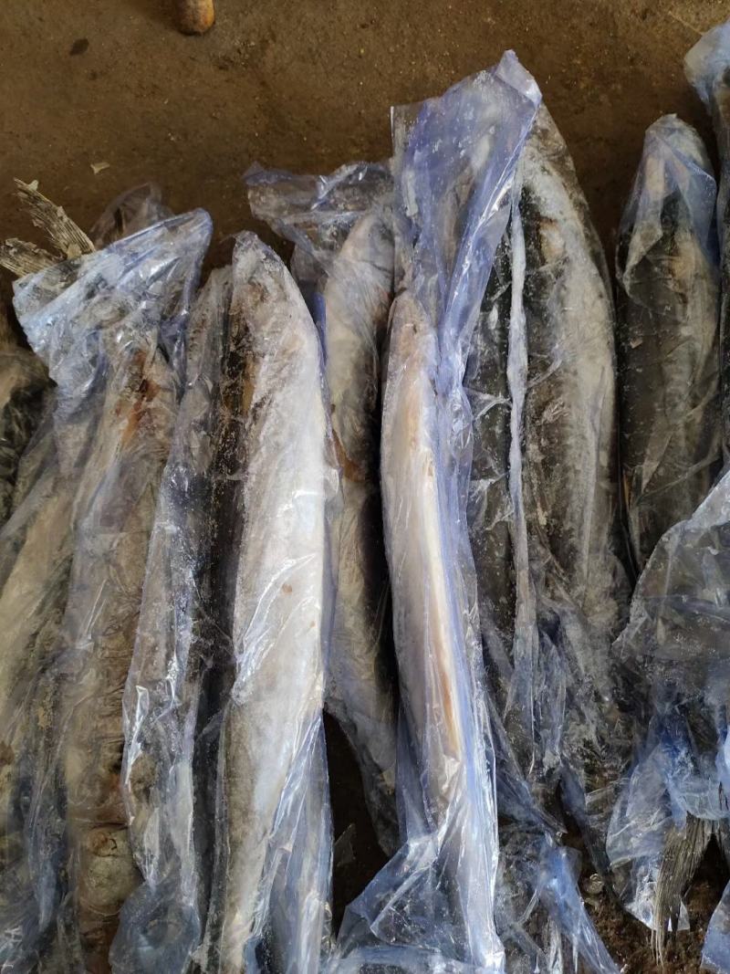 4/6两小鲅鱼，大量有货，各种规格次鲅鱼，好鲅鱼都有