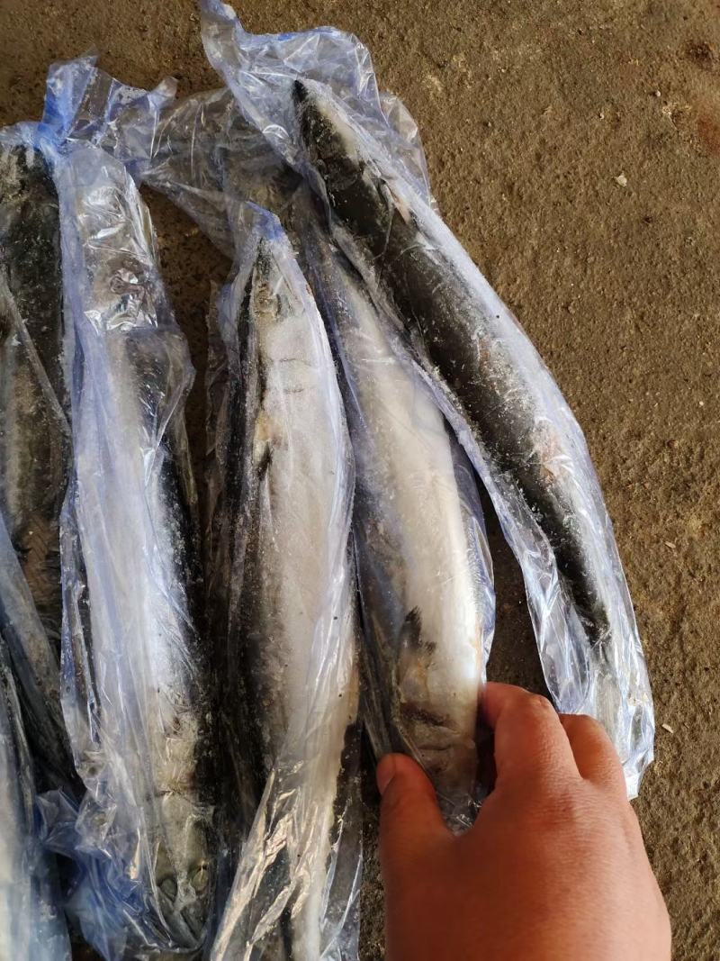 4/6两小鲅鱼，大量有货，各种规格次鲅鱼，好鲅鱼都有
