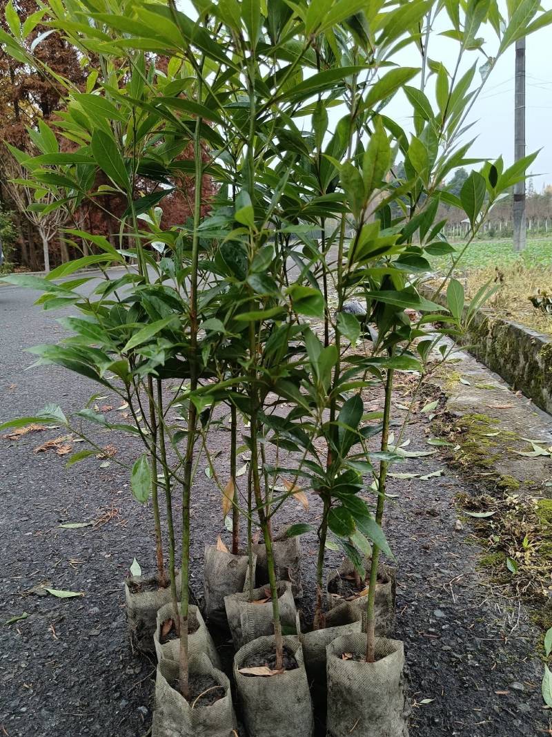 金丝楠木杯苗50---90高度