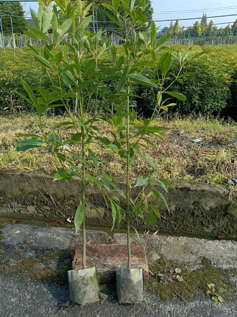 金丝楠木杯苗50---90高度