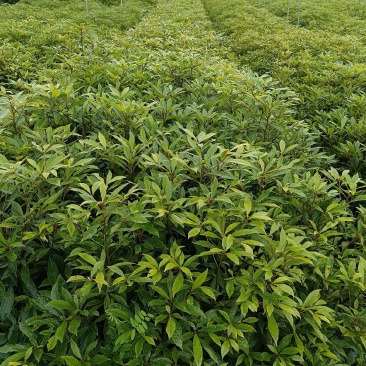 金丝楠木杯苗50---90高度
