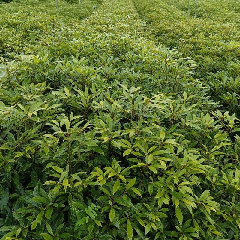 金丝楠木杯苗50---90高度
