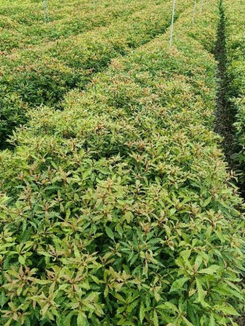 金丝楠木杯苗50---90高度