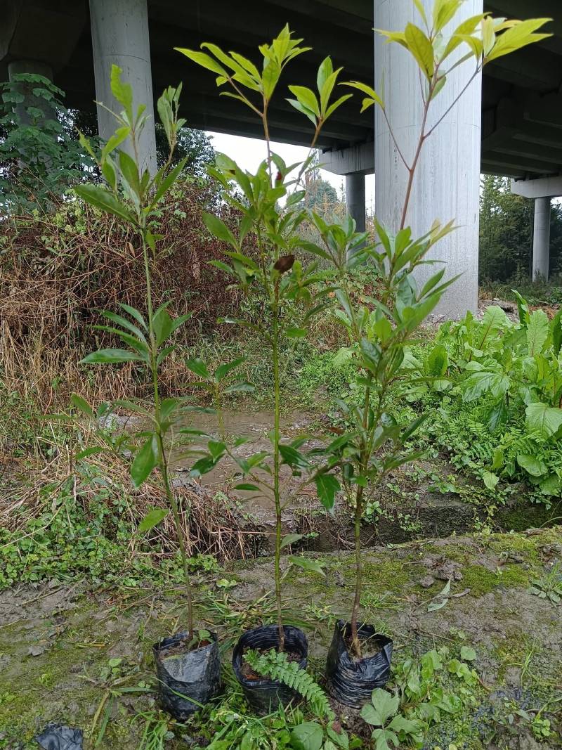 金丝楠木杯苗50---90高度