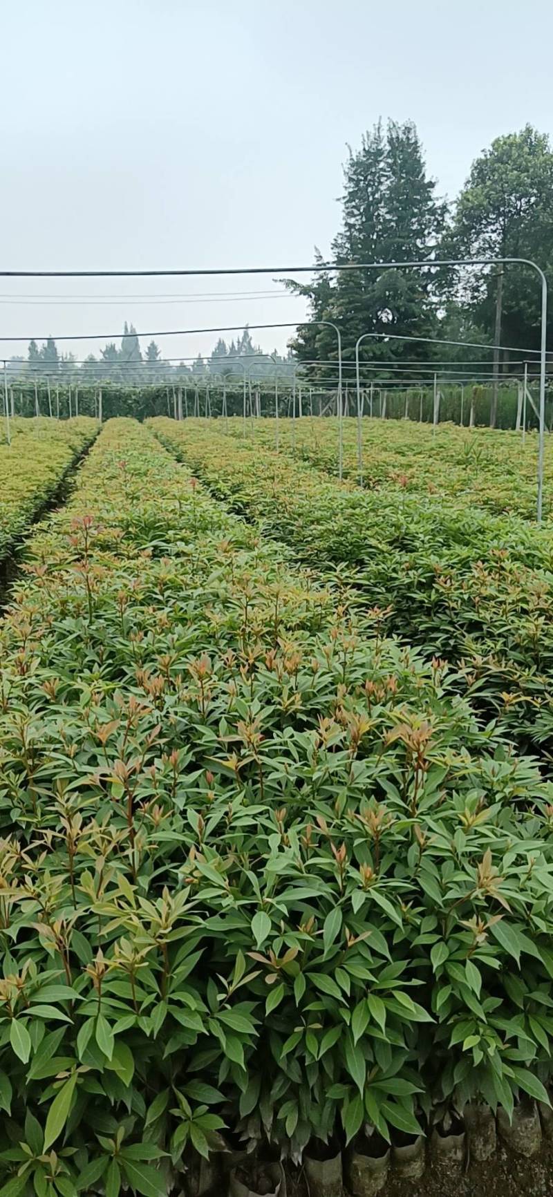 金丝楠木杯苗50---90高度