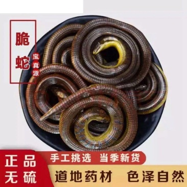 正品脆蛇碎蛇翠蛇脆蛇中药材山黄鳝地鲜整盘无断节