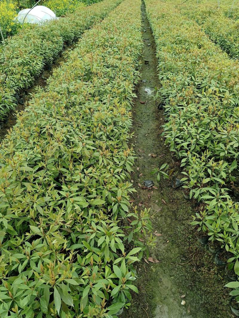 金丝楠木杯苗50---90高度