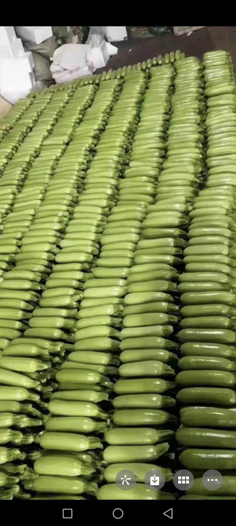 精品绿皮西葫芦，颜色深绿，供应超市，市场，基地直发