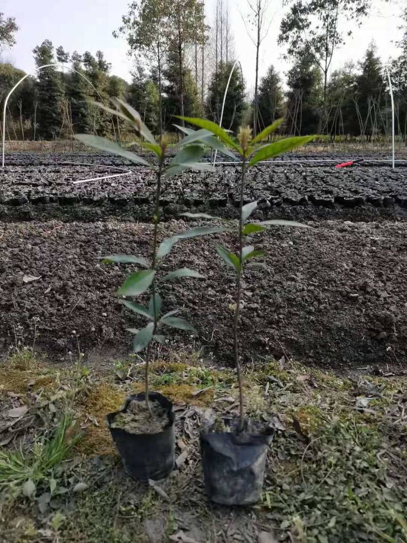 金丝楠木杯苗50---90高度