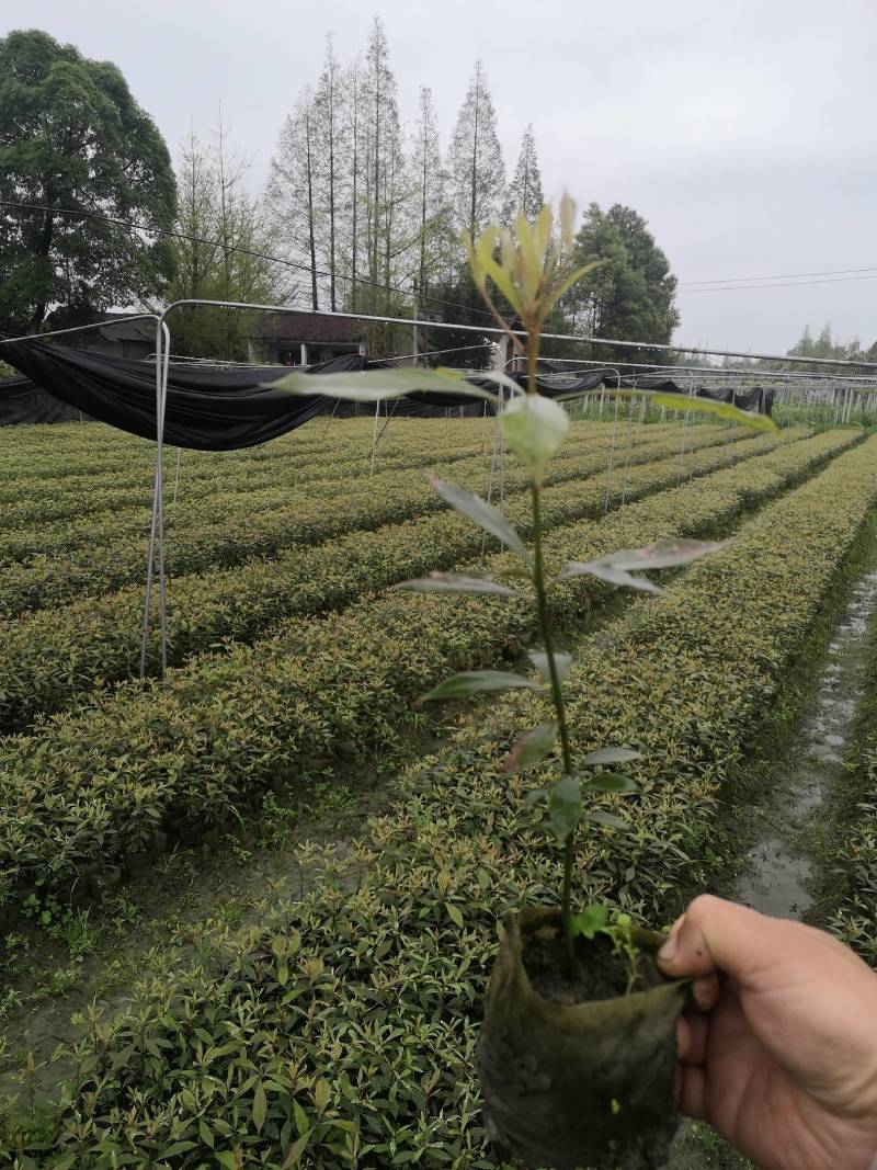 金丝楠木杯苗50---90高度