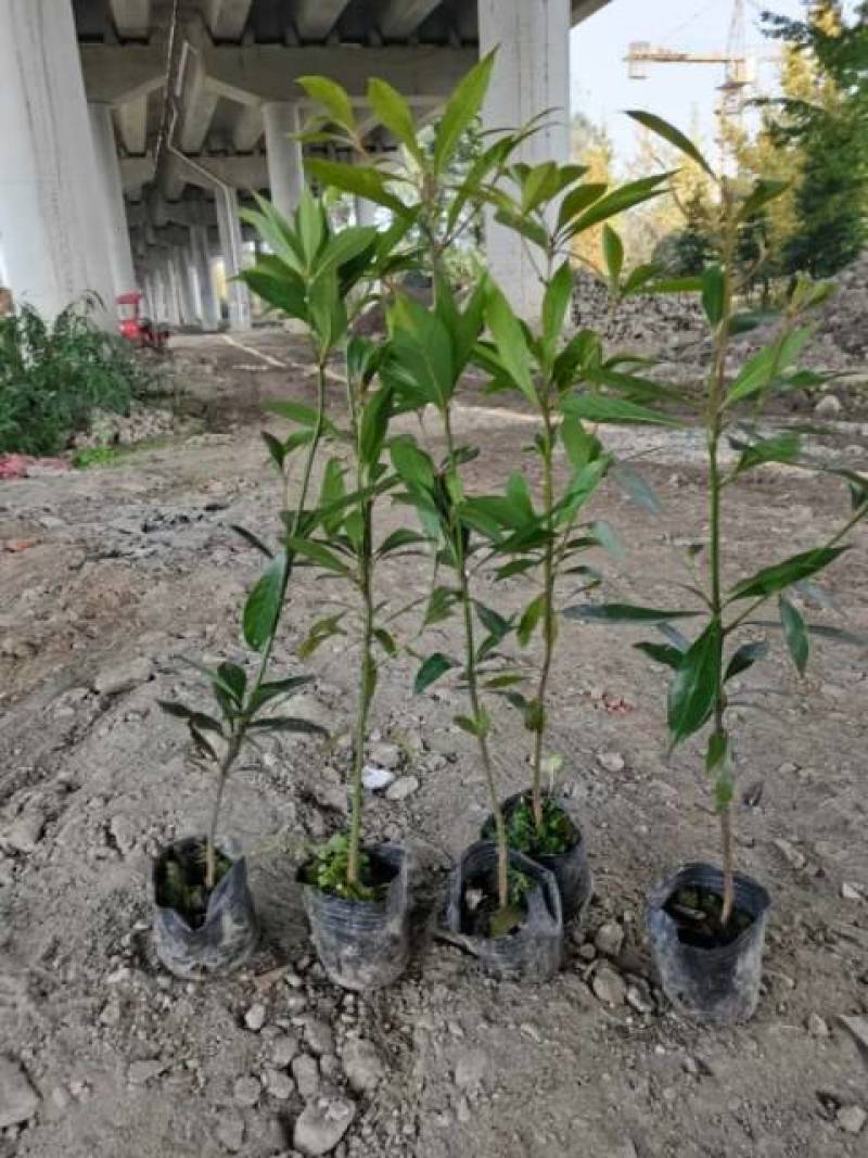 金丝楠木杯苗50---90高度