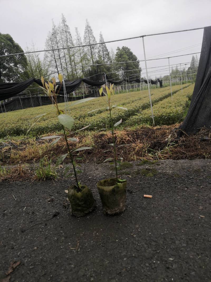 金丝楠木杯苗50---90高度