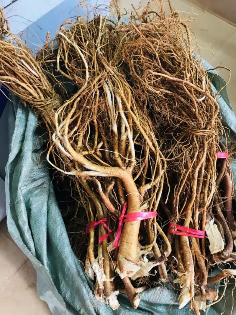 正宗红土种植五指毛桃干货无熏硫长扎把头片