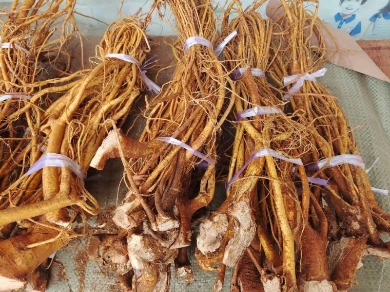 正宗红土种植五指毛桃干货无熏硫长扎把头片
