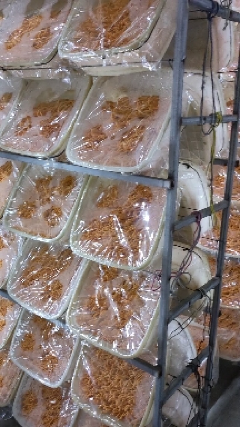 【地理标志产品】箱排虫草花适合回去打小包装损耗小性价比高