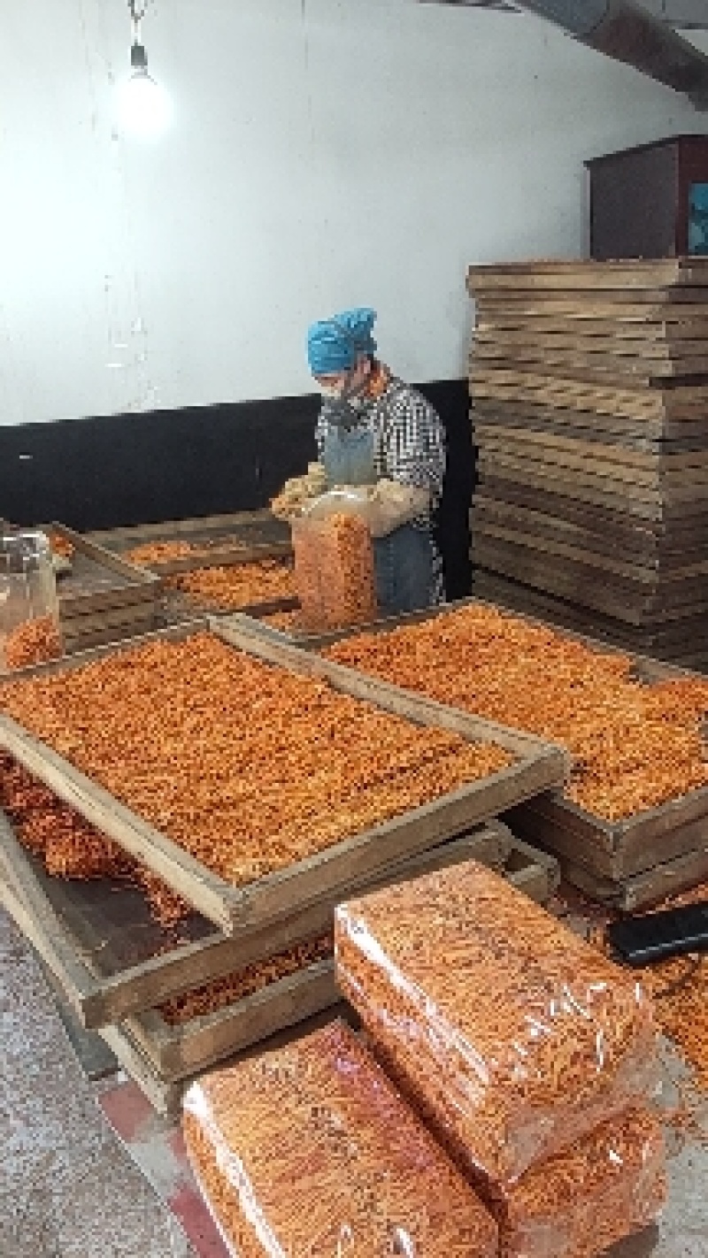 【地理标志产品】箱排虫草花适合回去打小包装损耗小性价比高
