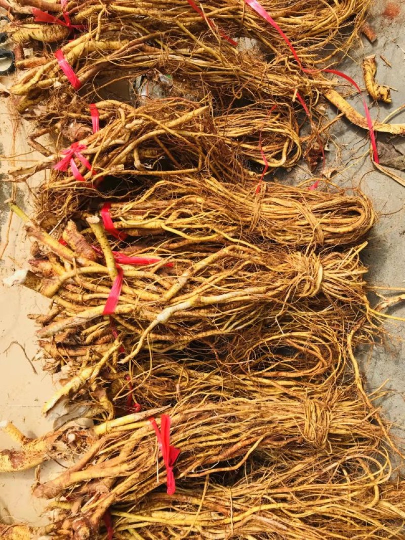 （好货推荐）五指毛桃无硫干货泡酒煲汤电商商超专供货源充足