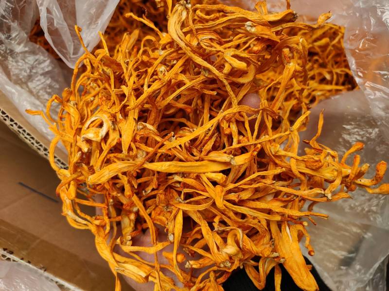 袋装虫草花东北产地批发干货虫草花、北虫草袋装500克无硫