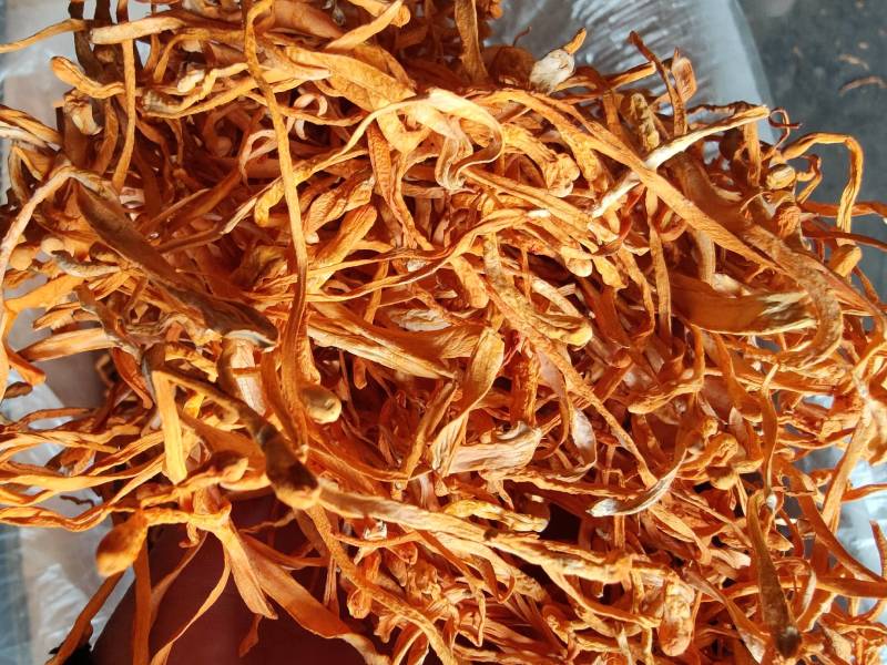 袋装虫草花东北产地批发干货虫草花、北虫草袋装500克无硫