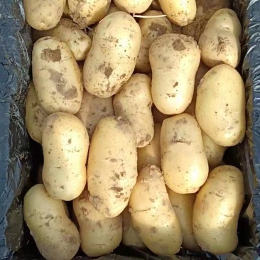 大量供应内蒙古土豆品质保障，欢迎采购