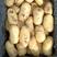 滕州精品荷兰十五土豆，产地直发，品质保障，欢迎采购