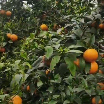 沃柑橙子柑橘水果应季纯甜鲜果汁饱满欢迎老板前来参观订购