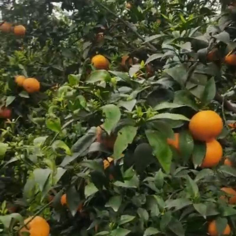 沃柑橙子柑橘水果应季纯甜鲜果汁饱满欢迎老板前来参观订购