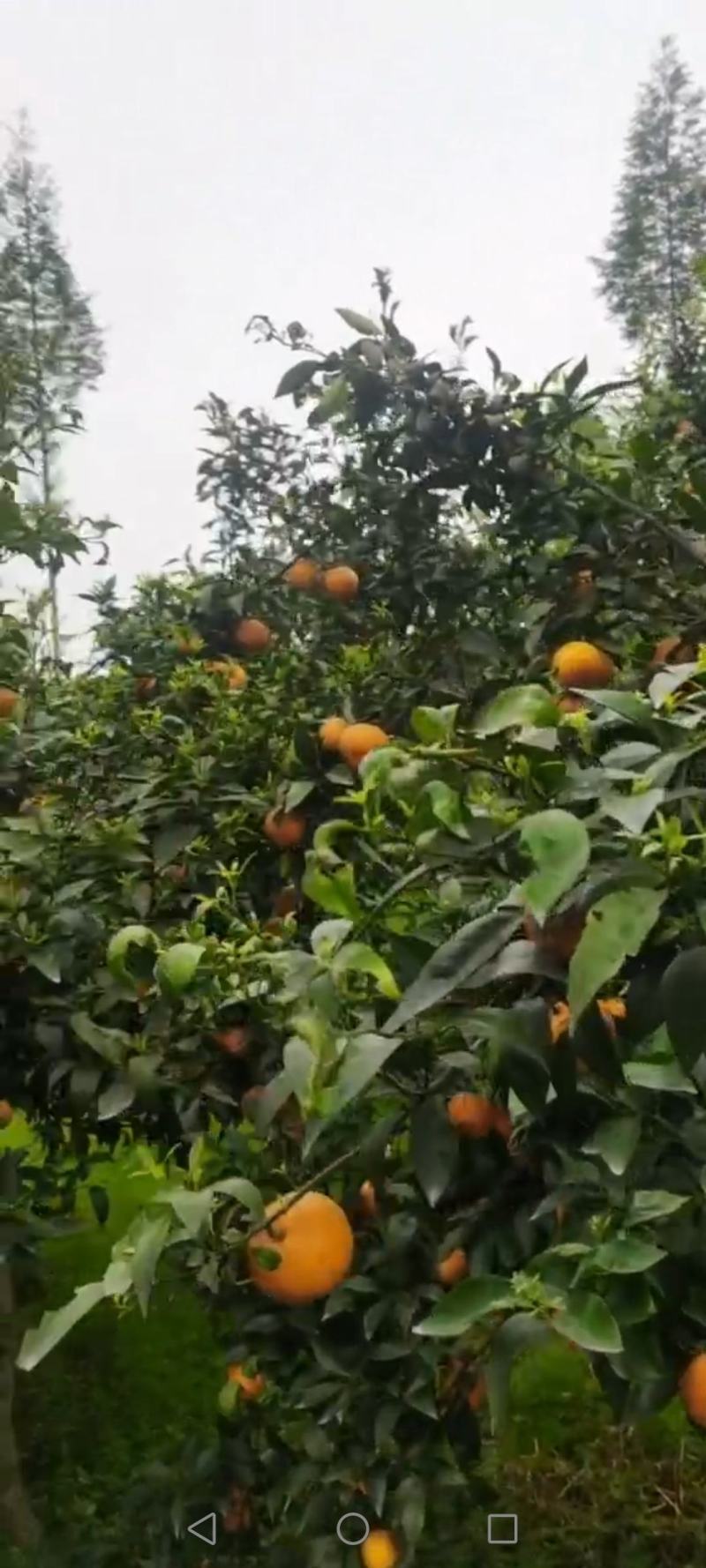沃柑橙子柑橘水果应季纯甜鲜果汁饱满欢迎老板前来参观订购