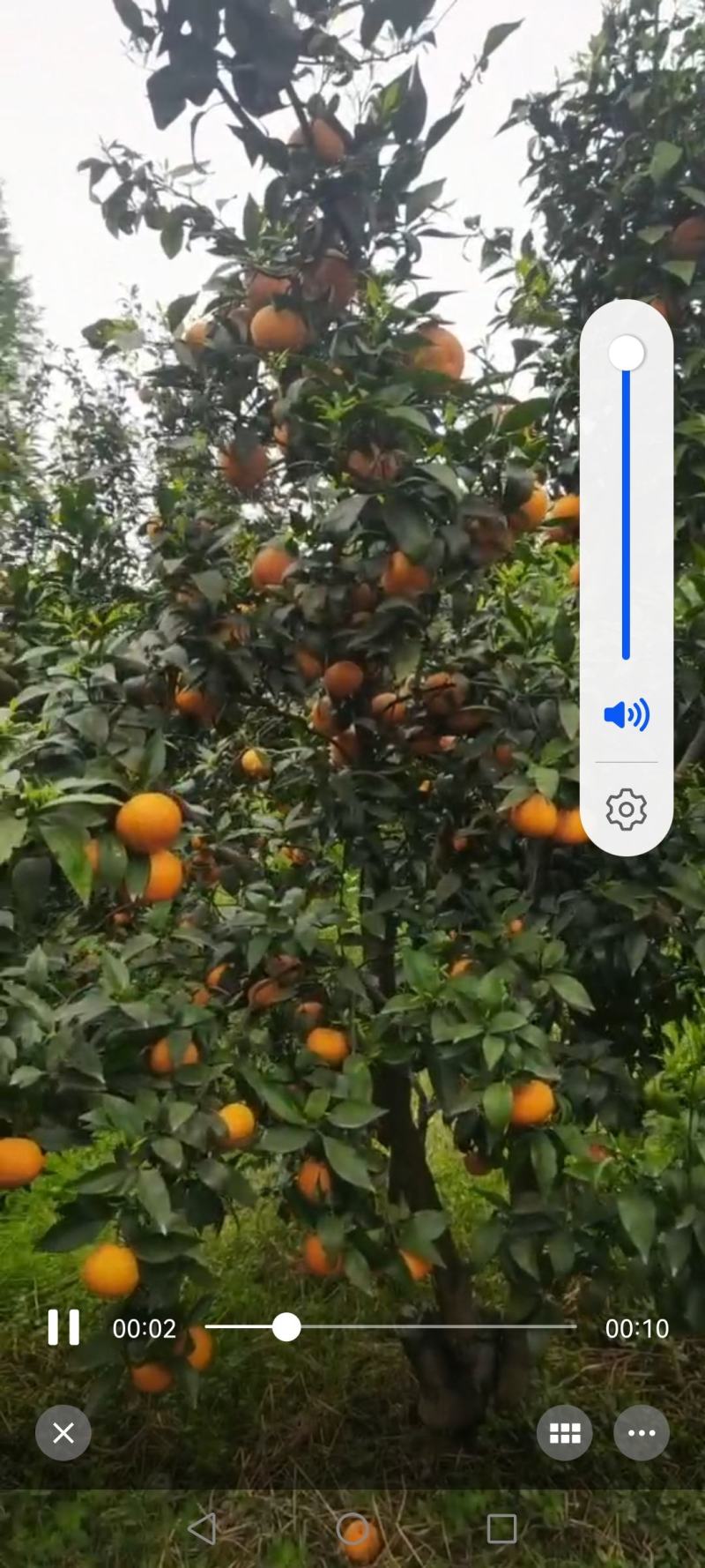 沃柑橙子柑橘水果应季纯甜鲜果汁饱满欢迎老板前来参观订购