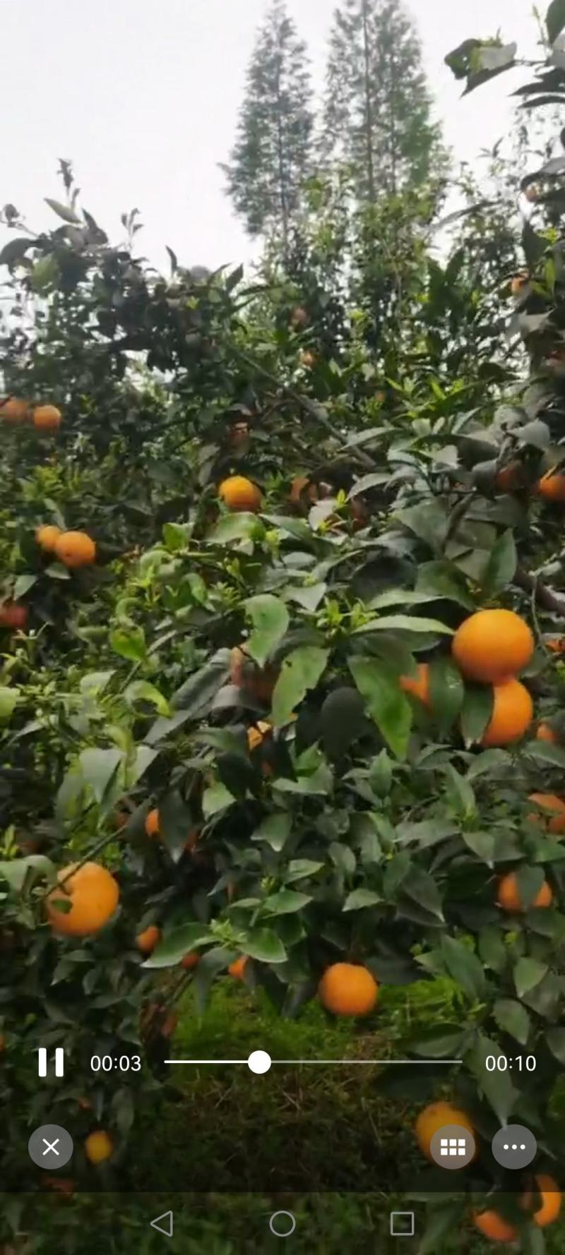 沃柑橙子柑橘水果应季纯甜鲜果汁饱满欢迎老板前来参观订购