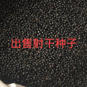 出售2025年新射干种子，手工采收纯新包发芽。